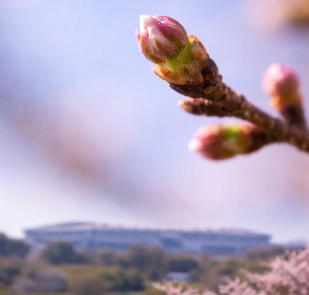 開花前の桜の蕾の向こうに、ぼんやりとスタジアムが見える春の風景